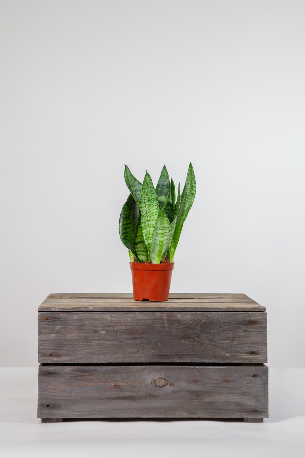 files/IndoorPlants_2-studioShots20.11.2023-274.jpg